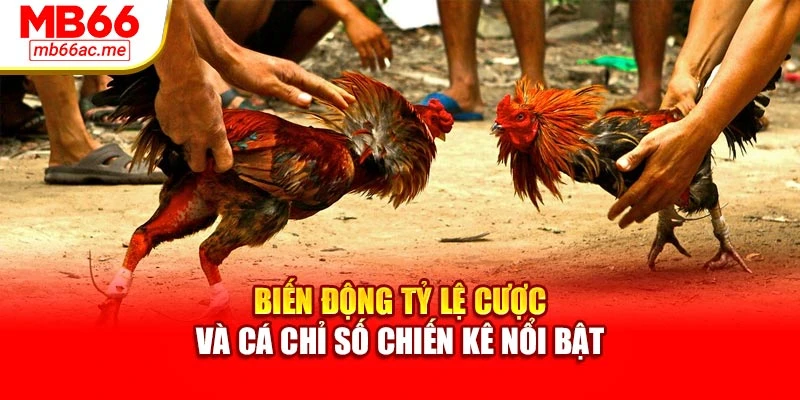 Soi Kèo Đá Gà Mb66 - Phân Tích Chiến Kê Chuyên Sâu 2 Biến động tỷ lệ cược và cá chỉ số chiến kê nổi bật