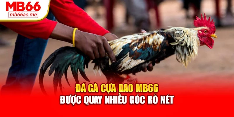 Đá Gà Cựa Dao Mb66 Đem Đến Trận Chiến Thú Vị Hấp Dẫn 2 Đá gà cựa dao MB66 được quay nhiều góc rõ nét