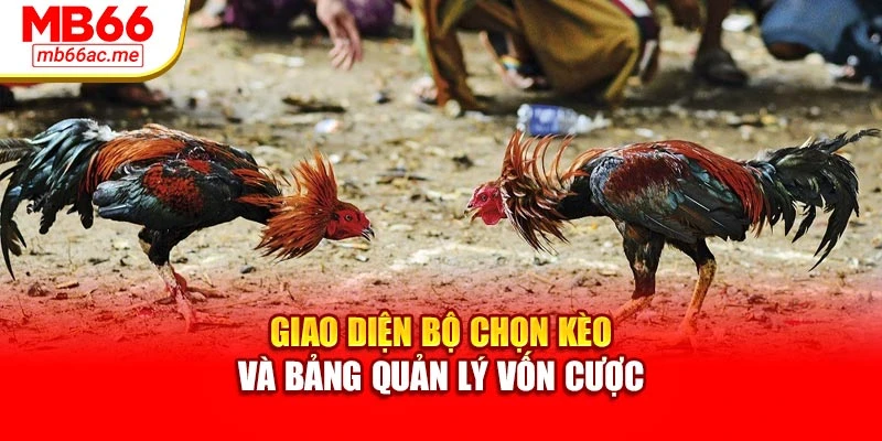 Đá Gà Cựa Dao Mb66 Đem Đến Trận Chiến Thú Vị Hấp Dẫn 4 Giao diện bộ chọn kèo và bảng quản lý vốn cược