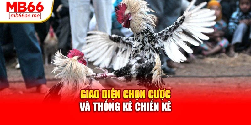 Sảnh Live Đá Gà Mb66: Trải Nghiệm Trực Tiếp Chân Thực 3 Giao diện chọn cược và thống kê chiến kê