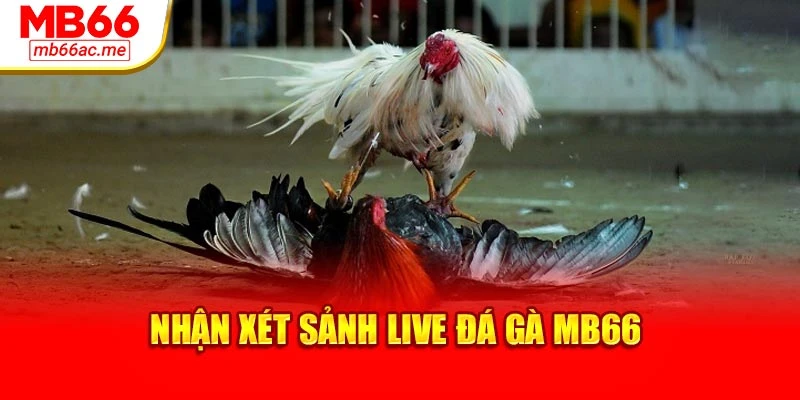 Sảnh Live Đá Gà Mb66: Trải Nghiệm Trực Tiếp Chân Thực 4 Nhận xét sảnh Live đá gà MB66