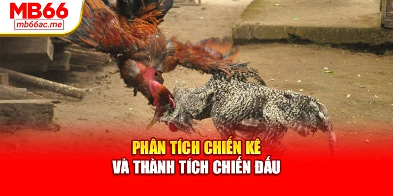 Đá Gà Cựa Dao Mb66 Đem Đến Trận Chiến Thú Vị Hấp Dẫn 3 Phân tích chiến kê và thành tích chiến đấu