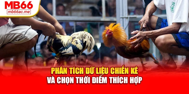 Đá Gà Cựa Sắt Mb66 Kịch Tính, Dễ Cược, Thưởng Hấp Dẫn 4 Phân tích dữ liệu chiến kê và chọn thời điểm thích hợp