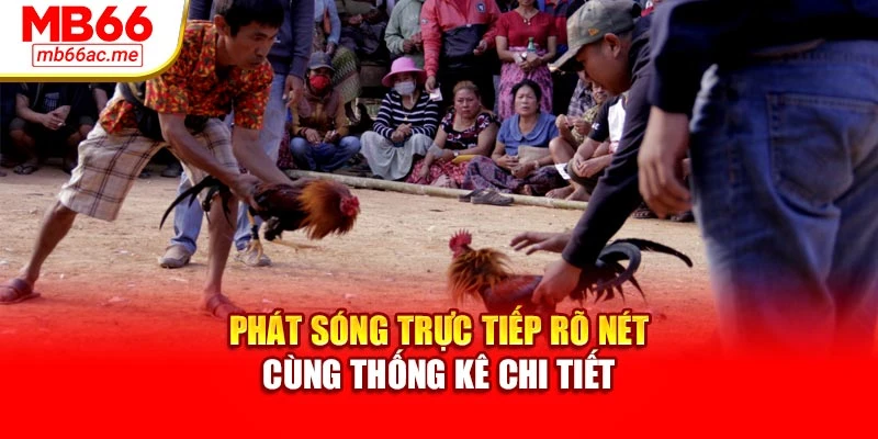 Đá Gà Cựa Sắt Mb66 Kịch Tính, Dễ Cược, Thưởng Hấp Dẫn 2 Phát sóng trực tiếp rõ nét cùng thống kê chi tiết