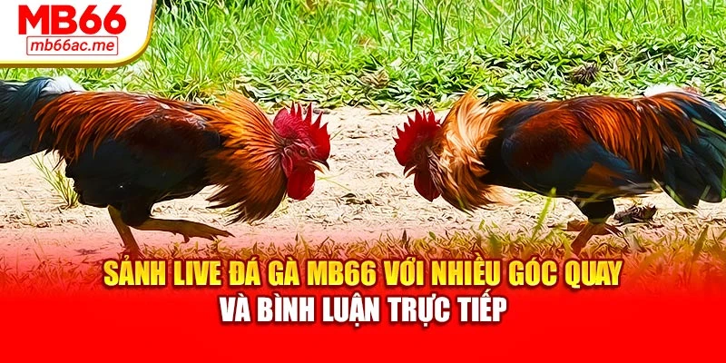Sảnh Live Đá Gà Mb66: Trải Nghiệm Trực Tiếp Chân Thực 2 Sảnh Live đá gà MB66 với nhiều góc quay và bình luận trực tiếp