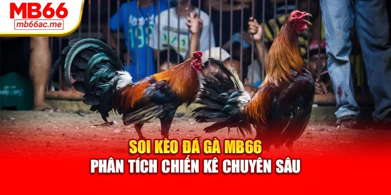 Soi Kèo Đá Gà Mb66 - Phân Tích Chiến Kê Chuyên Sâu 1 Soi Kèo Đá Gà Mb66 - Phân Tích Chiến Kê Chuyên Sâu