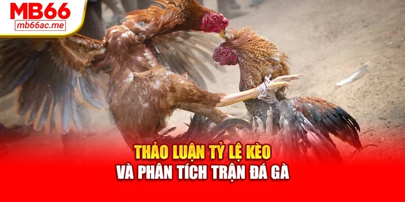 Soi Kèo Đá Gà Mb66 - Phân Tích Chiến Kê Chuyên Sâu 4 Thảo luận tỷ lệ kèo và phân tích trận đá gà